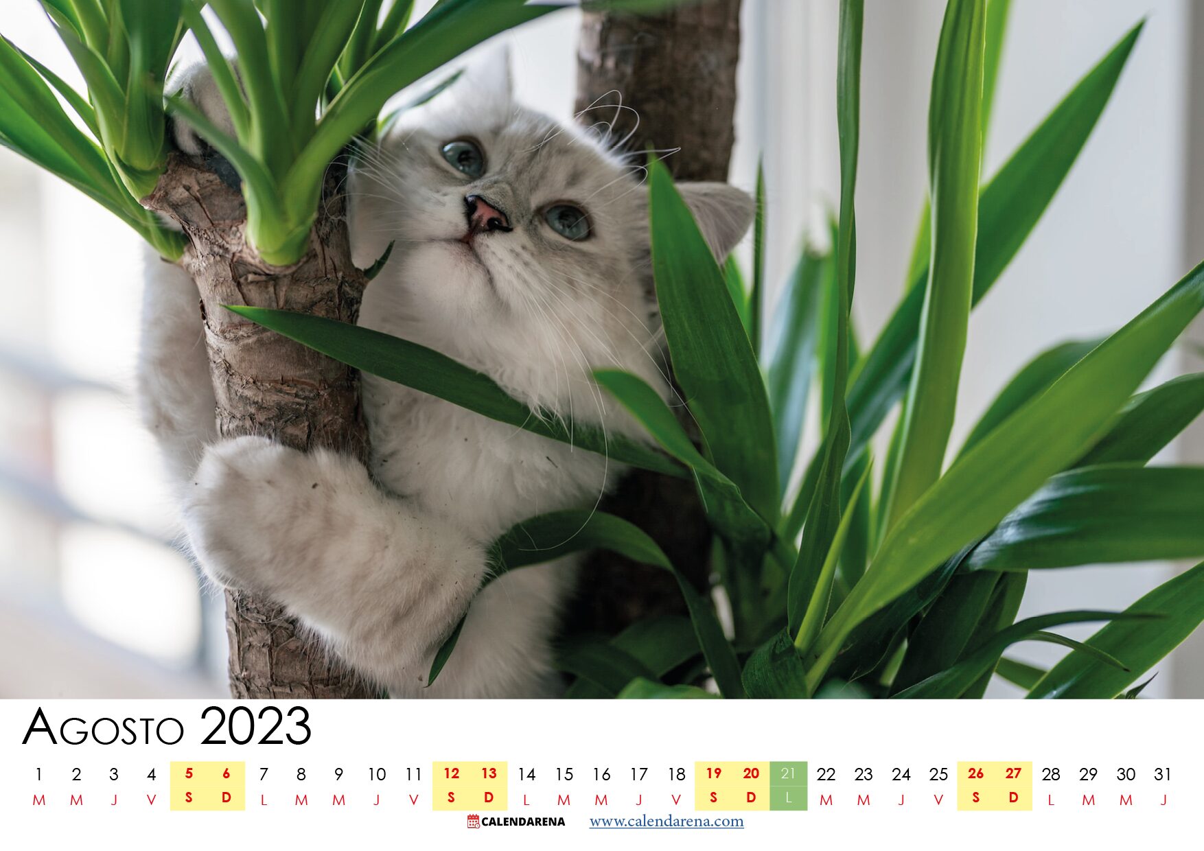 Descargar Calendario Agosto 2023 Argentina