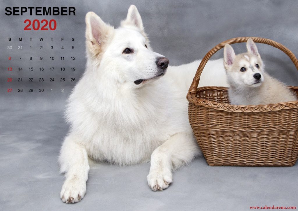 Calendar sheet September 2020 little puppy