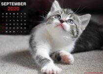 Kätzchen Wallpaper für September 2020 Kalender4