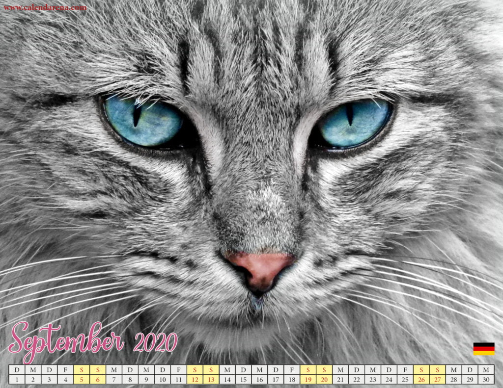 Kätzchen von September 2020 Kalendern