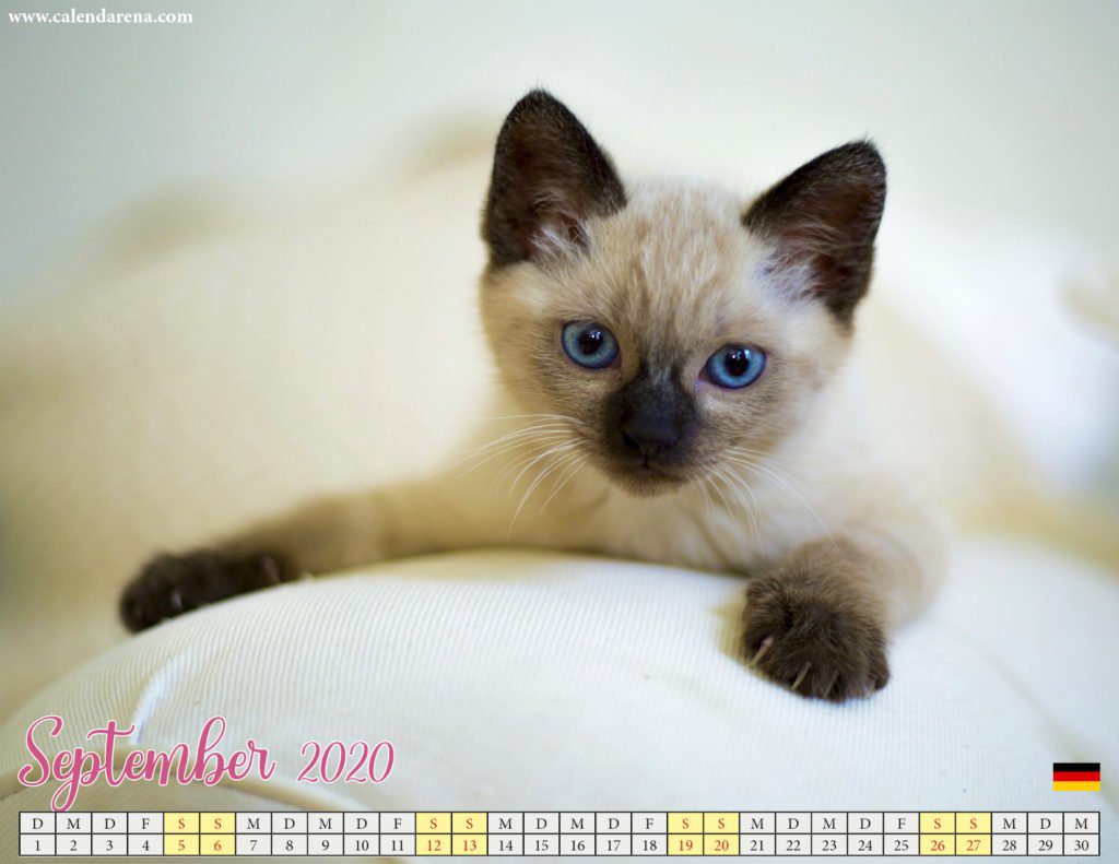 Kätzchen von September 2020 Kalendern