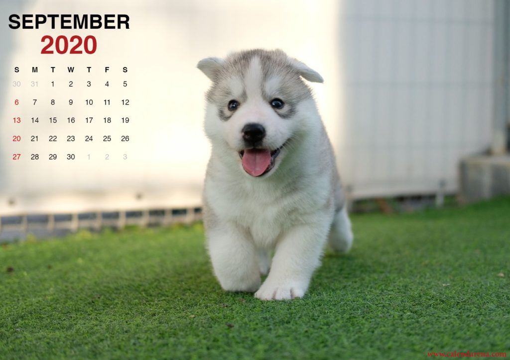 Monthly calendar of September 2020 little puppy