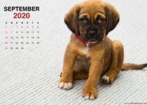 Kalender 2020 september kleiner Welpe