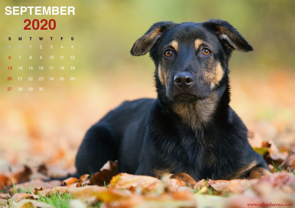 September 2020 calendar for printing little puppies