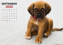September 2020 calendar little puppy