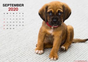 September 2020 calendar little puppy