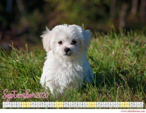 september 2020 calendar with puppy