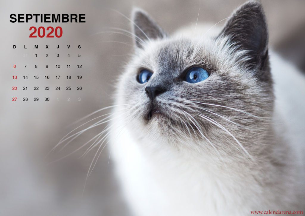 wallpaper de gatito para el calendario de septiembre de 2020