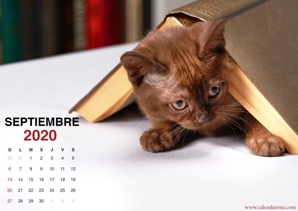 wallpaper de gatito para el calendario de septiembre de 2020_1