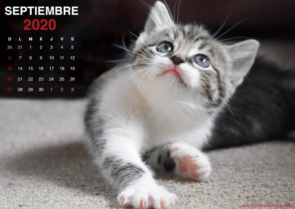 wallpaper de gatito para el calendario de septiembre de 2020_3