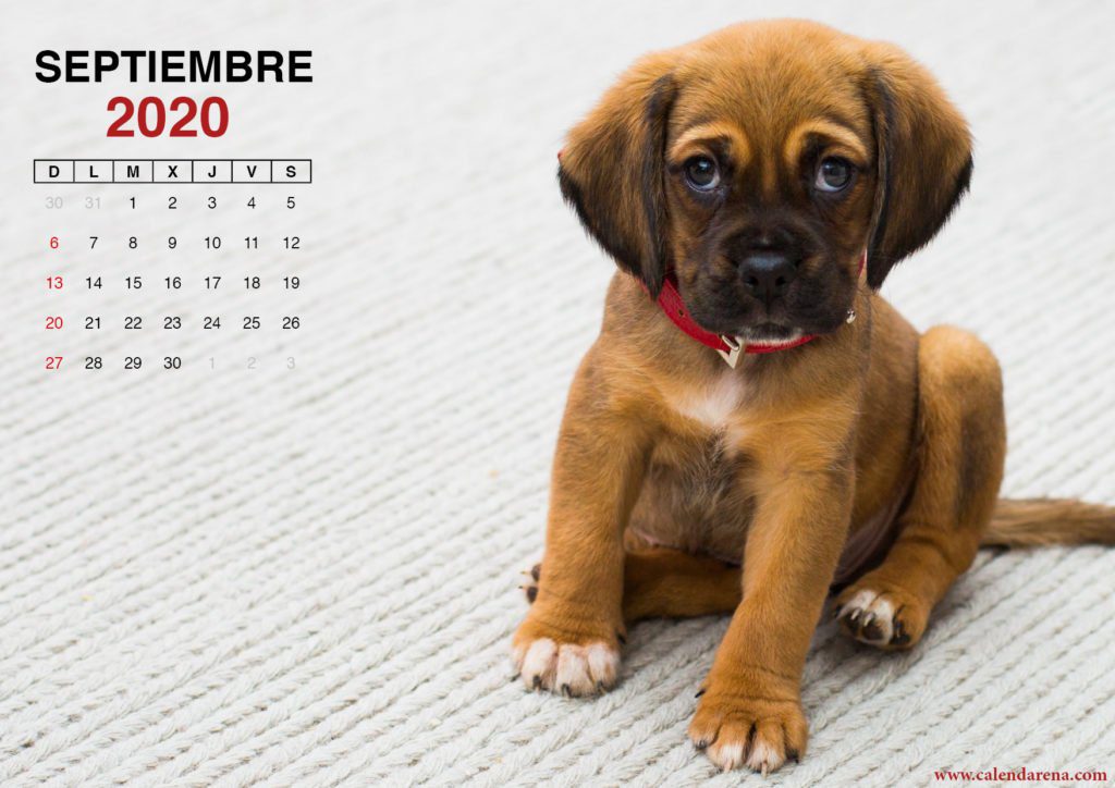 Calendario septiembre 2020 perrito
