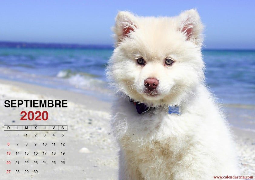 Hoja de calendario septiembre 2020 perrito