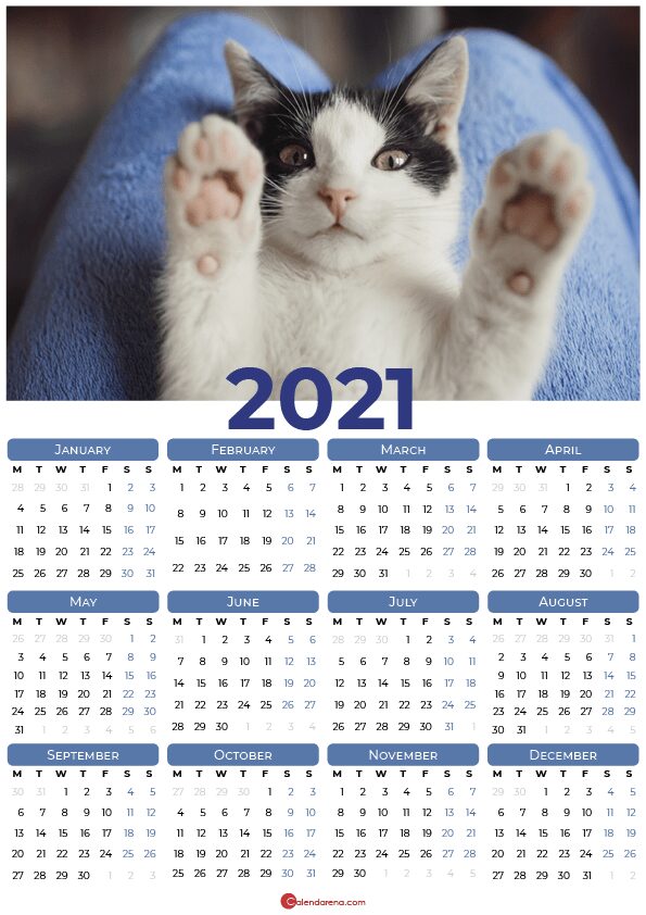 cats 2021_blue
