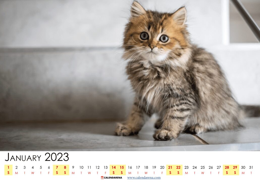 January 2023 calendar Ireland cat model