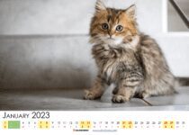 january calendar 2023 printable new zealand