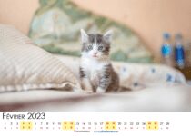 calendrier fevrier 2023 à imprimer pdf belgique