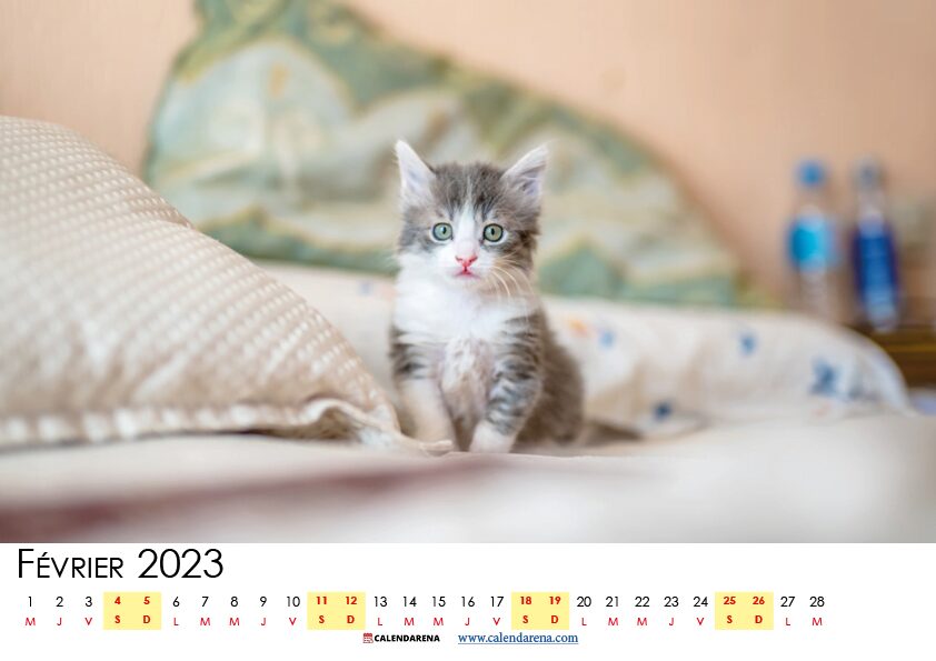 calendrier fevrier 2023 à imprimer pdf belgique