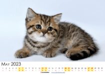 may 2023 calendar with holidays NZ