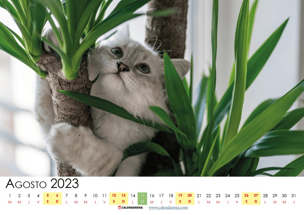 calendario 2023 agosto Chile