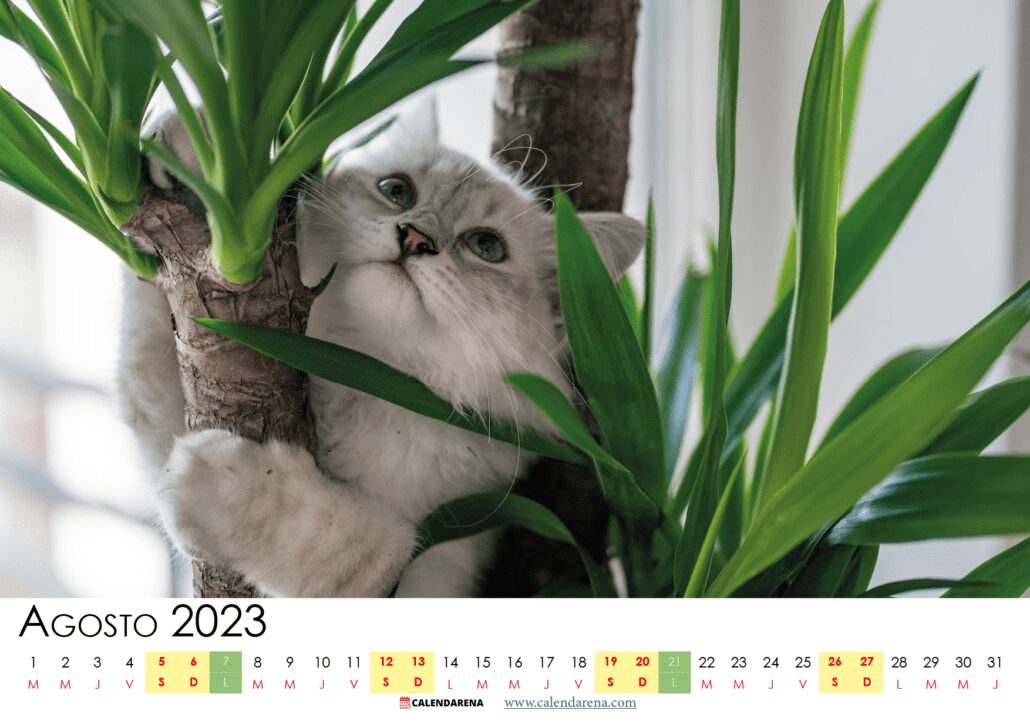 calendario 2023 agosto colombia