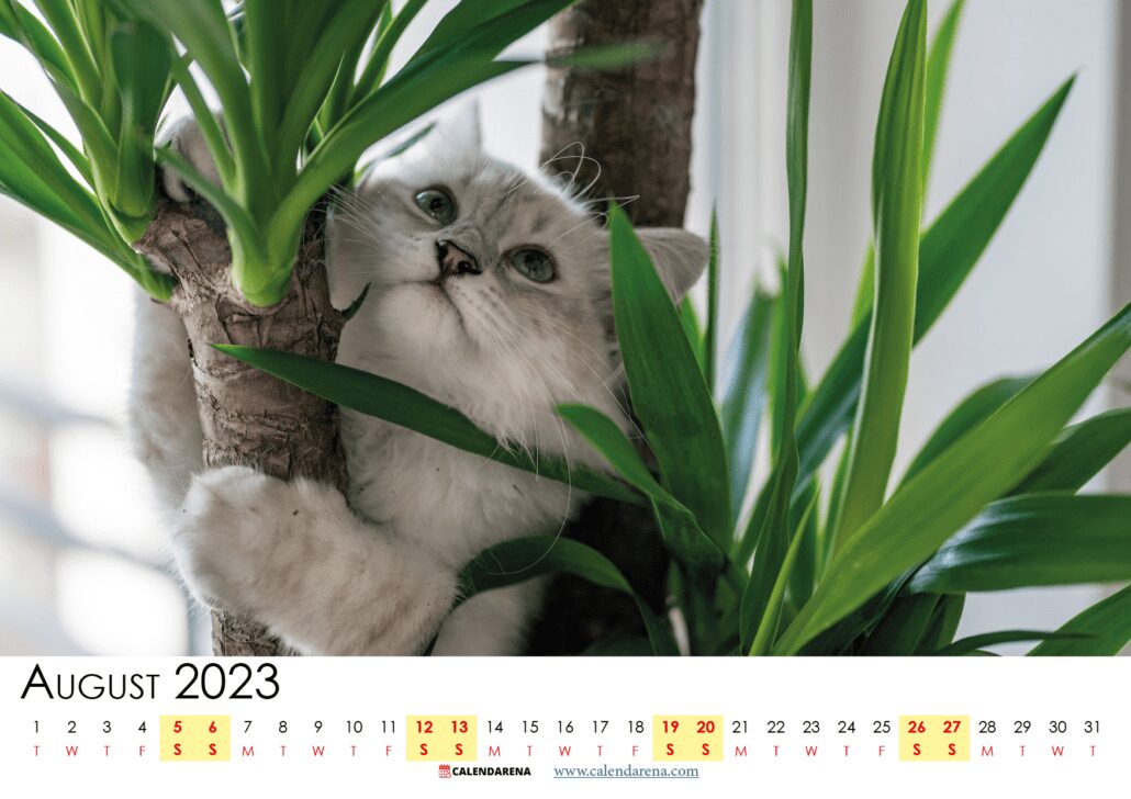 free printable august 2023 calendar usa