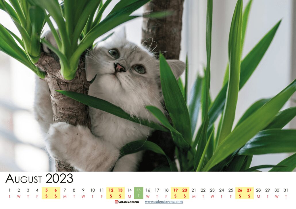 printable august 2023 calendar india
